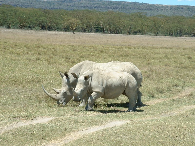 gal/Honeymoon/Lake Nakuru/DSCF0021.JPG